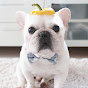 frenchbulldog Porco 