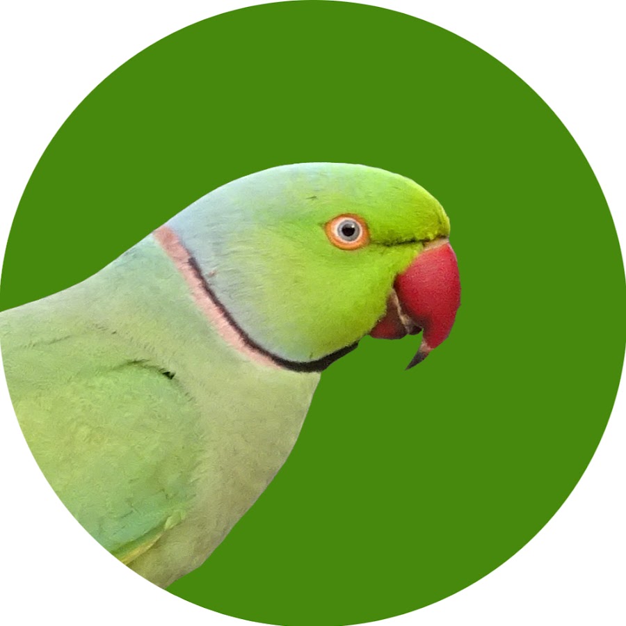 The Parakeet