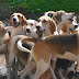 Schleppjagd Foxhounds