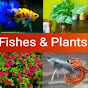 Fishes & Plants