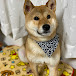 柴犬ハマ吉 shiba inu hamakiti