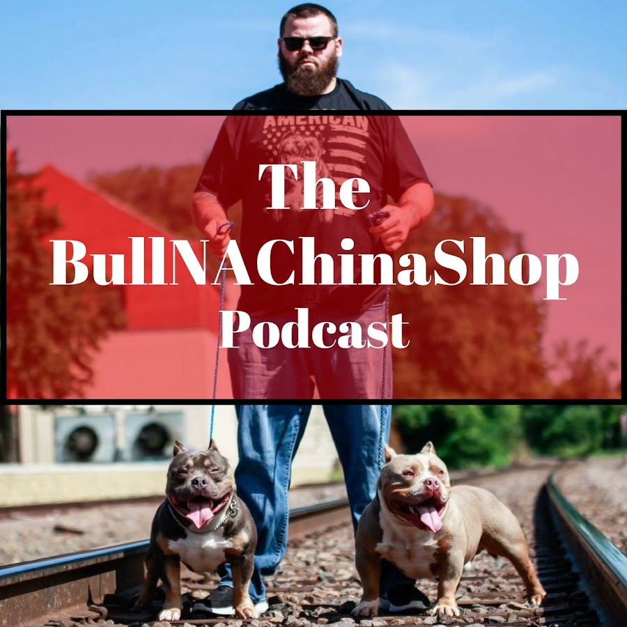 Bull-NA-ChinaShop TV