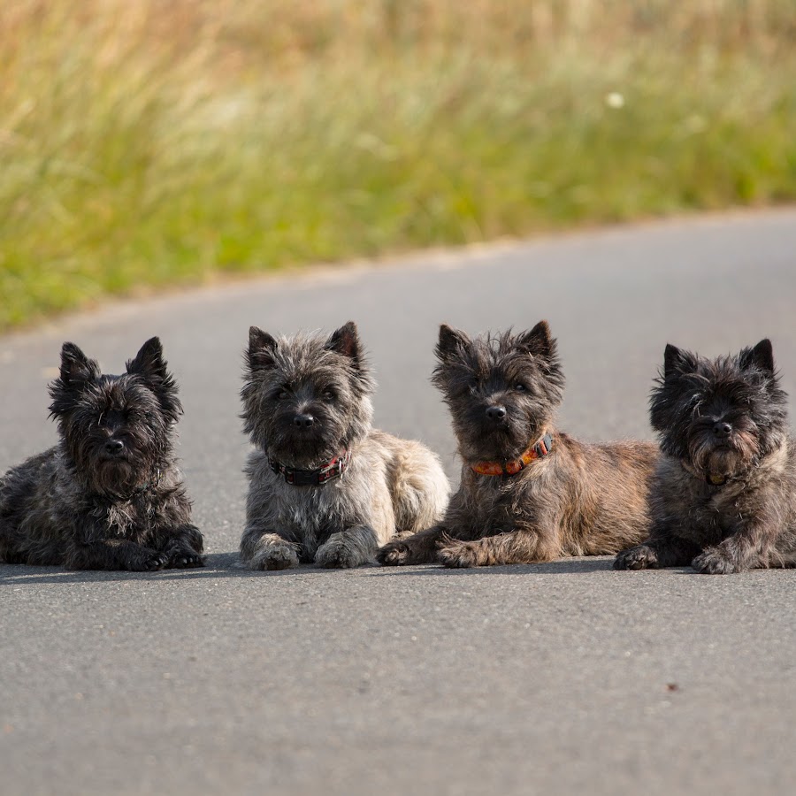 Abigails Hundekanal