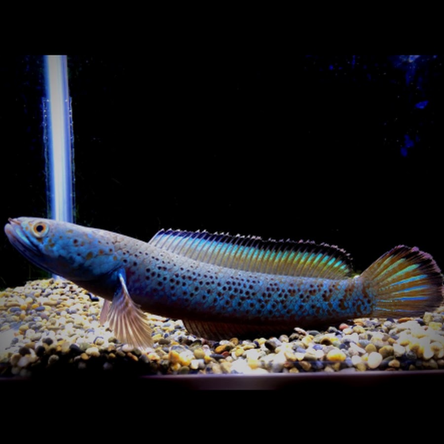 SNAKEHEAD NOTE - YouTube SNAKEHEAD NOTE