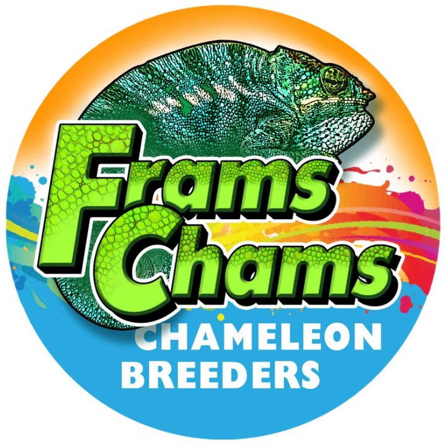 FramsChams Chameleon Breeders