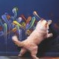 Artist Thumbnail