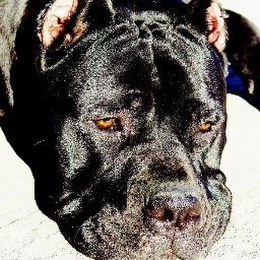 Senza Tempo Cane Corso @SenzaTempoCaneCorso