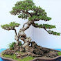 Bach Thuan Bonsai