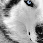 bluewolf