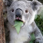 KoalaOK