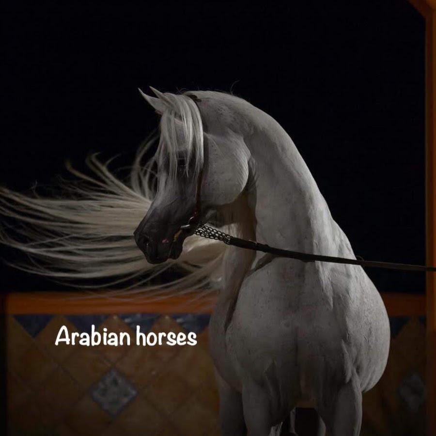 Arabian horses خيل عربي اصيل @Arabianhorses