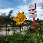 Wilcox Nursery and Landscape