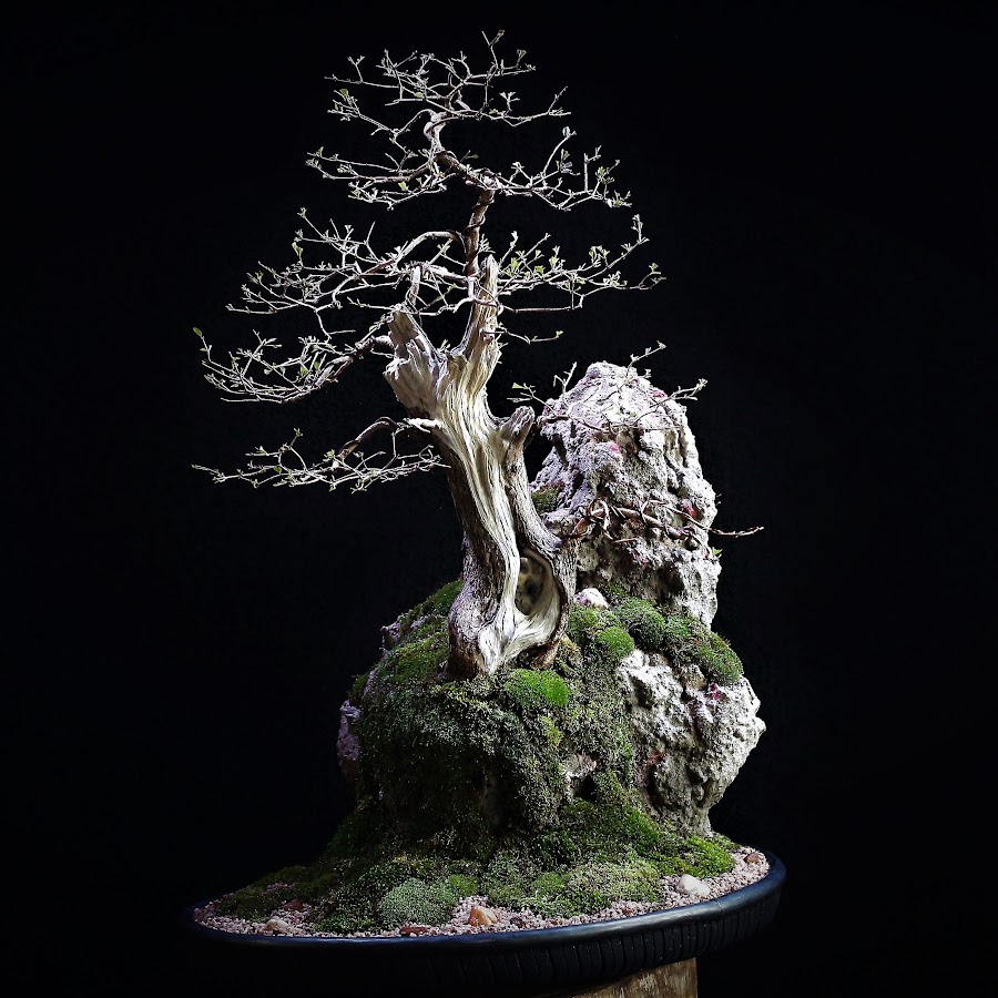 Carving Bonsai @CarvingBonsai