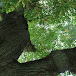 Woodland Stewardship