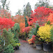 Amazing Maples and Crazy Conifers