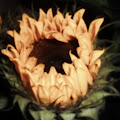 Artist Thumbnail