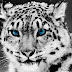 logo SnowLeopardBoxing