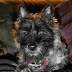 logo Photos By Wyllie