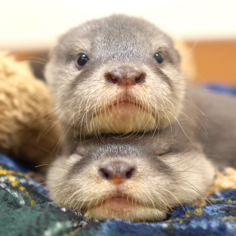 カワウソ-Otter channel