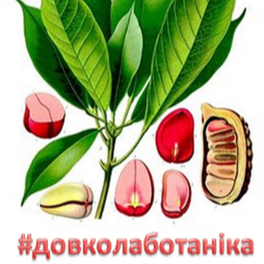 Довколаботаніка @dovkolabotanika