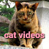 Nobushiro Cat Video