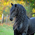 logo Horse Farming