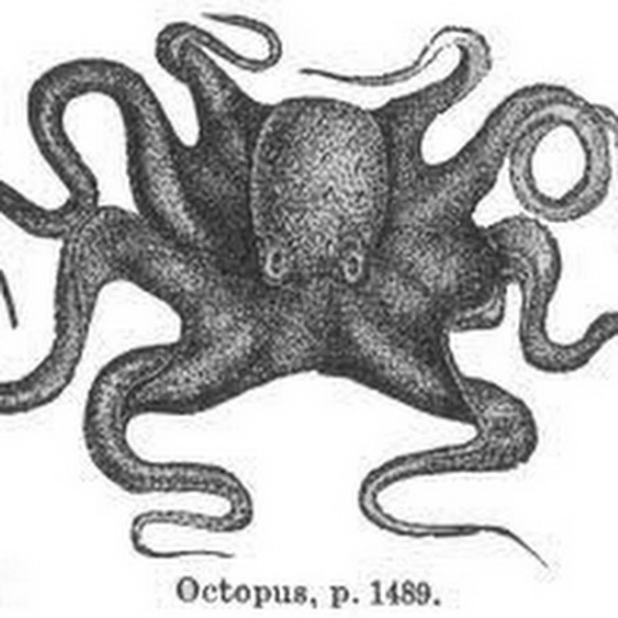 Ploctopus8 youtube