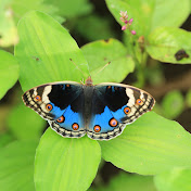 NatureStudy