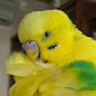 ChattyBudgie