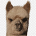 logo ALPACA MEDIA