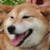 Shiba Inu Senchan