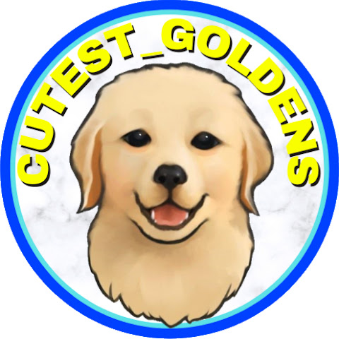 CutestGoldens
