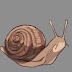 logo Salubrious Snail