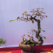 VTV BONSAI THIEU HAU