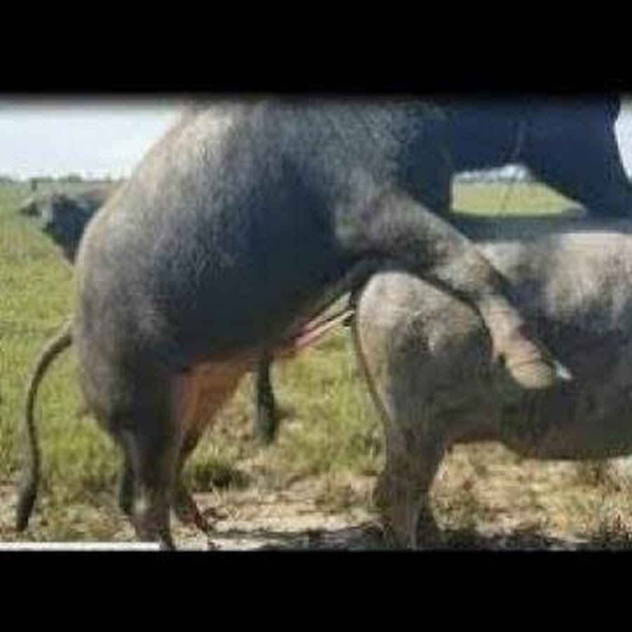 Animal sex - YouTube