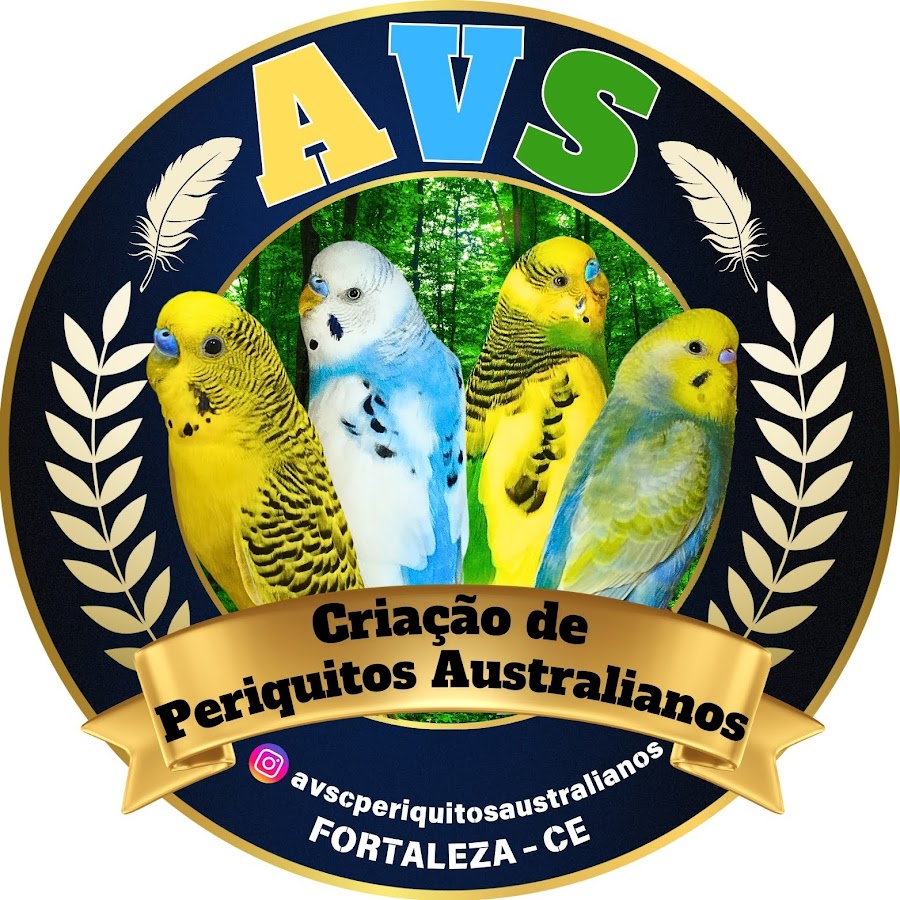 Avs Cria O De Periquitos Australianos Youtube