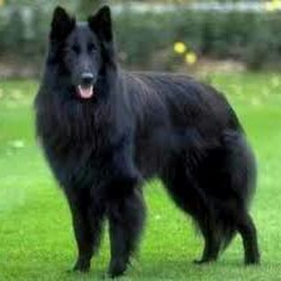 Lion hot sale shepherd dog