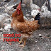 GOGÓ DO FRANGO