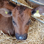 Cornish Calves