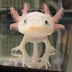 ウーパールーパーAxolotl JP