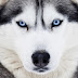 logo Husky Relaxation