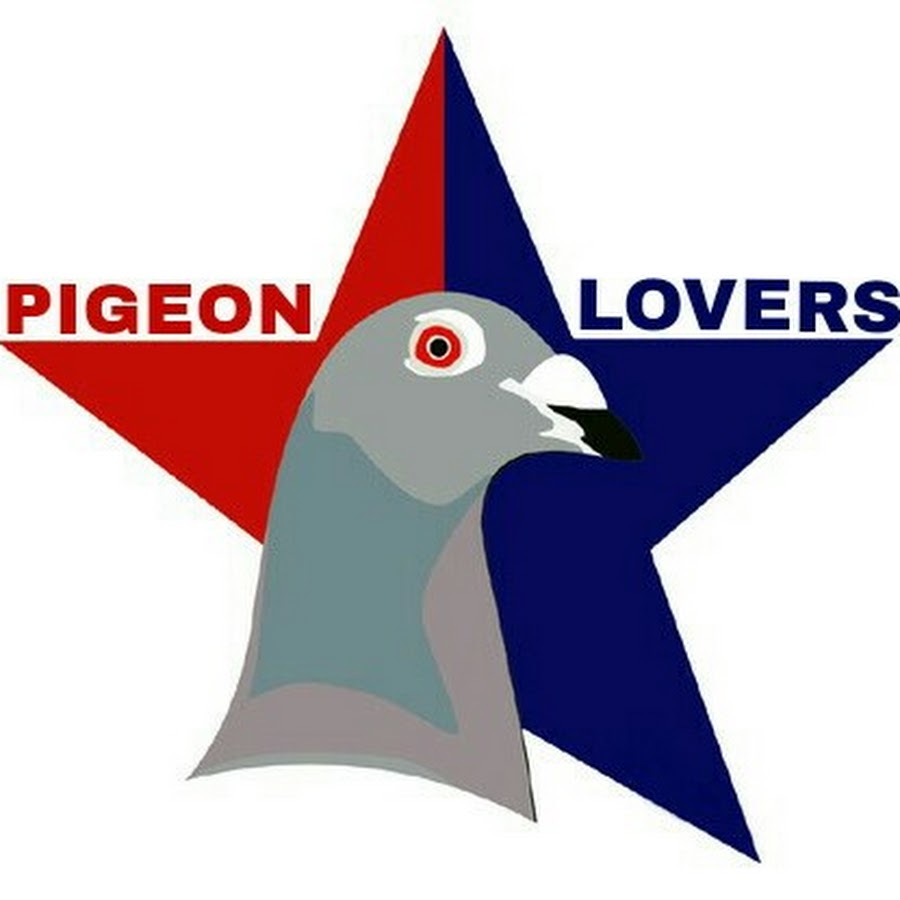 pigeons lover manish zehen