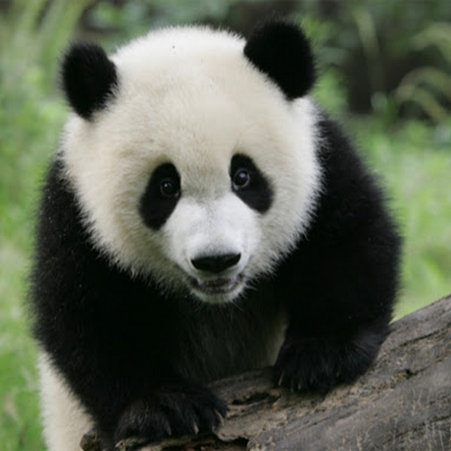 Pandas top