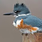 Kingfisher Outdoors