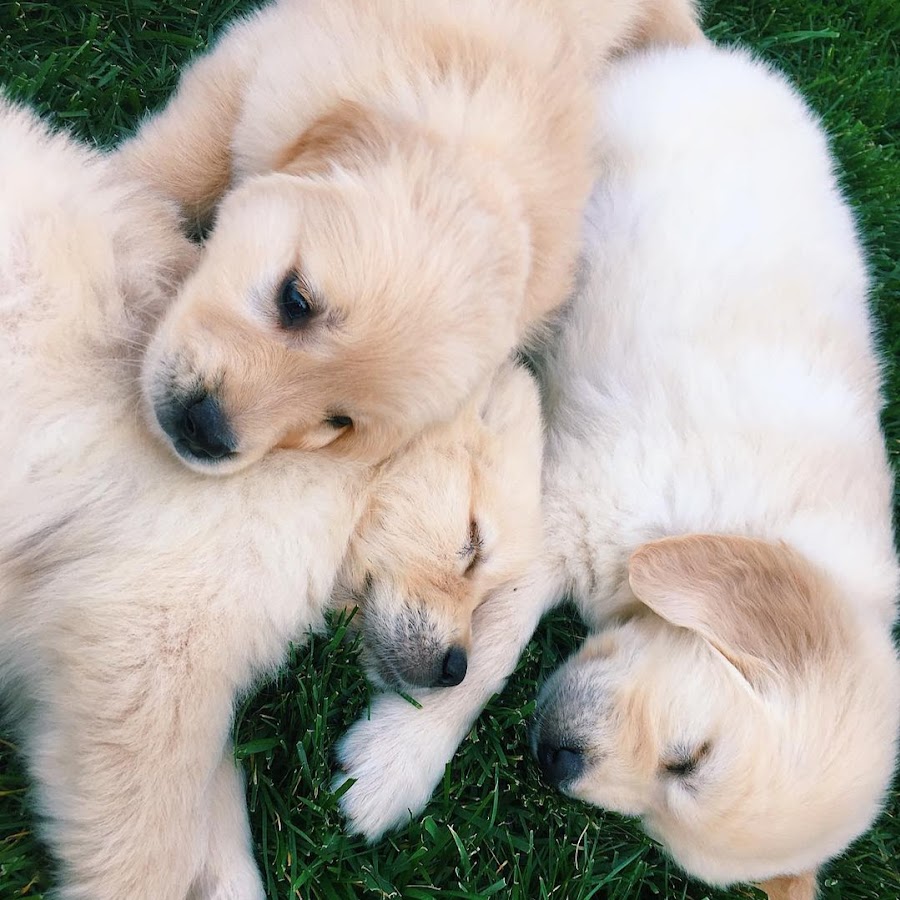 Golden hot sale meadows retrievers