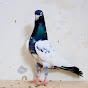 Pigeons Nuskhay Wale