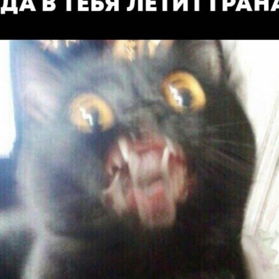 Кричащий черный кот мем 10 популярных идей на тему "котенок стоит мем" для вдохновения