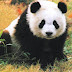 中国熊猫, 爱跑步 PANDA runner (万众一心)