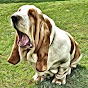 BassetBottomBassets European Basset Hound Puppies