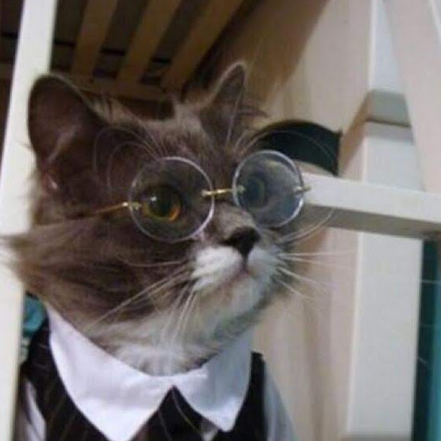 Мем с котом ботаником
